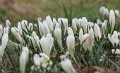 15 Crocus